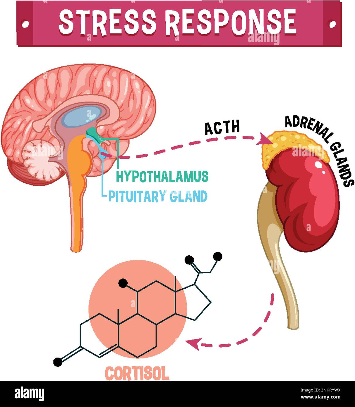 Stress response system scheme illustration Stock Vector Image & Art - Alamy