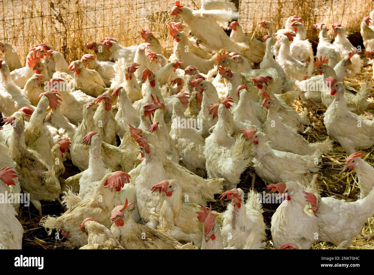 HENS 046 OHARA.CR2 Anima Place Sanctuary, Vacaville,CA Kim Sturle