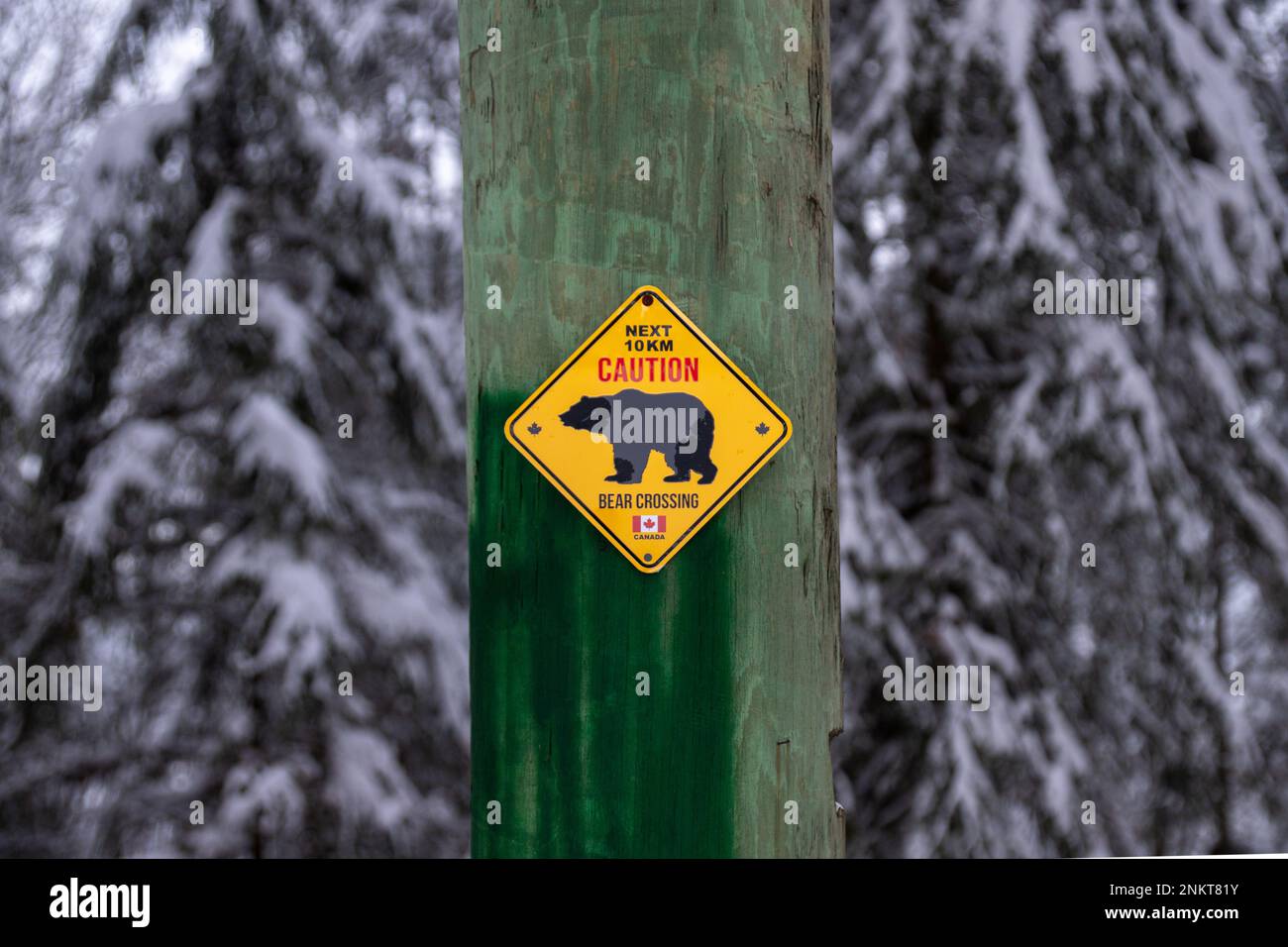 Vancouver, CANADA - Dec 20 2022 : “Next 10km Caution, Bear Crossing” sign in the park winter season. Stock Photo