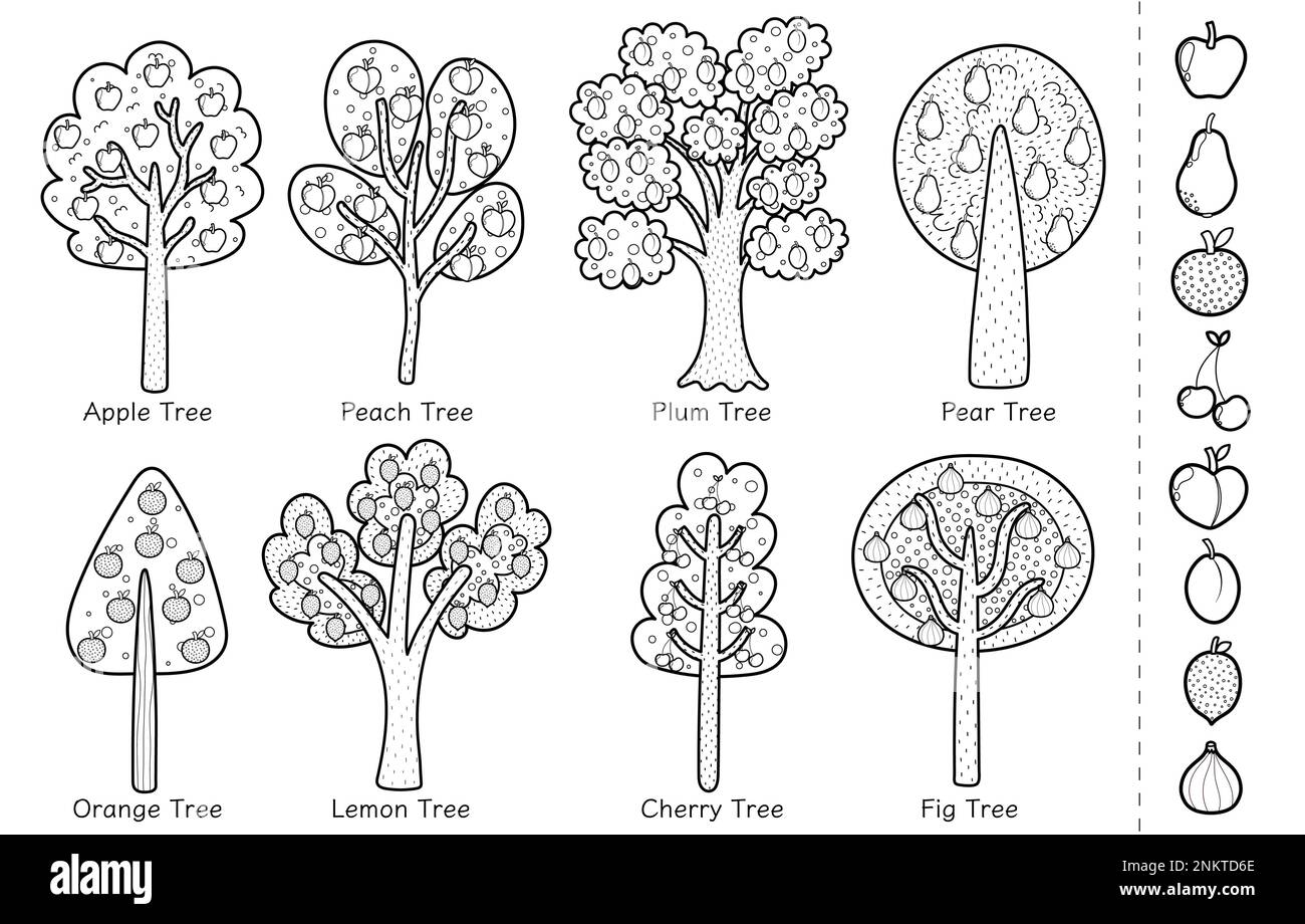 Doodle fruit trees black and white collection. Different trees set for coloring page Stock Vector