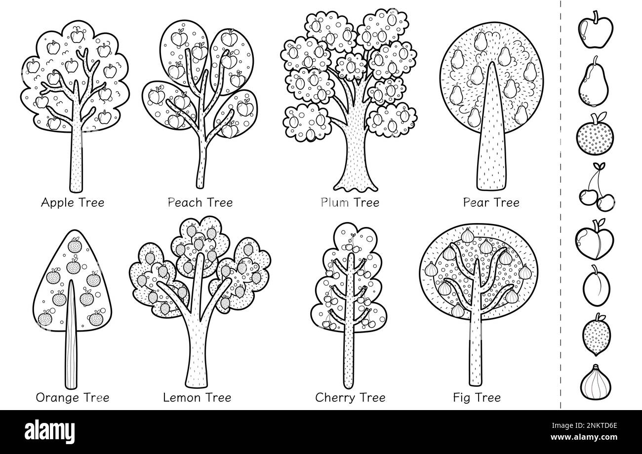 Peach Tree Coloring Page