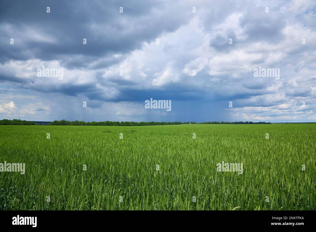 Dark clouds over a grain field hi-res stock photography and images - Alamy