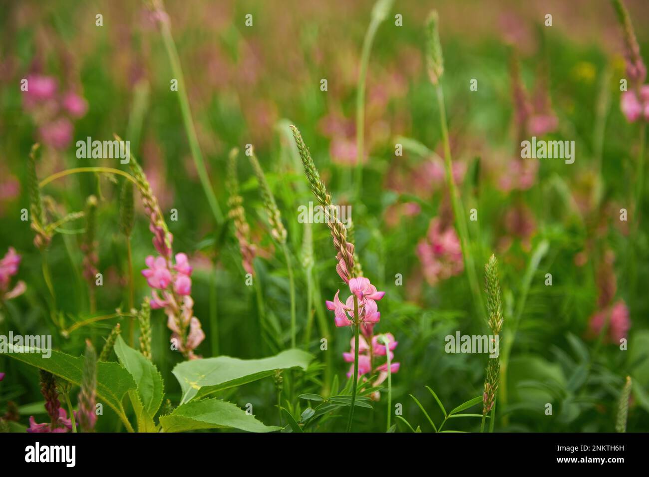 Sainfoin Onobrychis viciifolia growing in the grassland. Common sainfoin fowering in summer Stock Photo