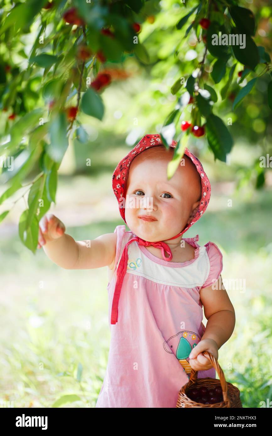 A little girl under the branches of cherries in the garden. Cherries on