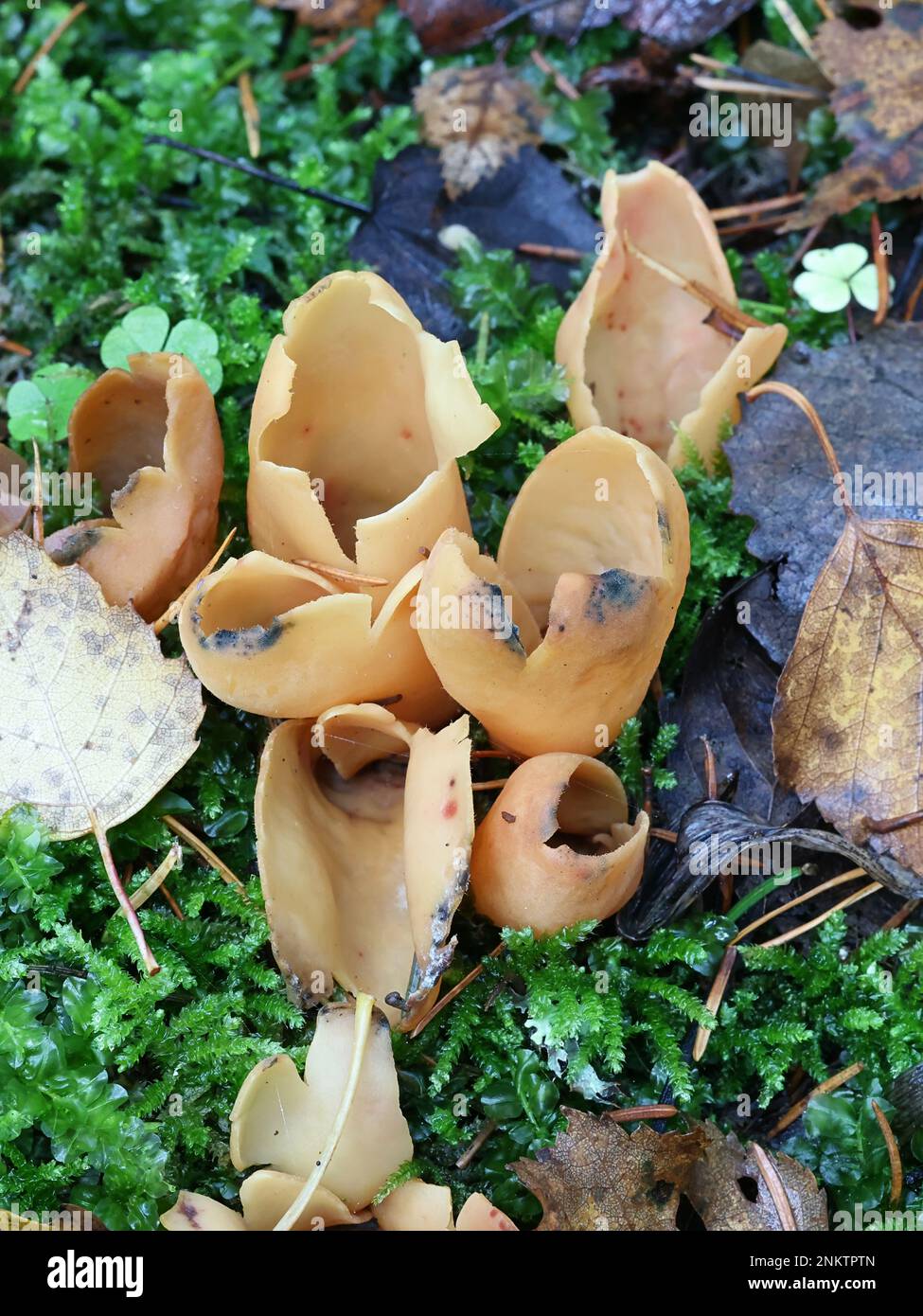 Otidea onotica, commonly known as hare's ear,, wild fungus from Finland Stock Photo