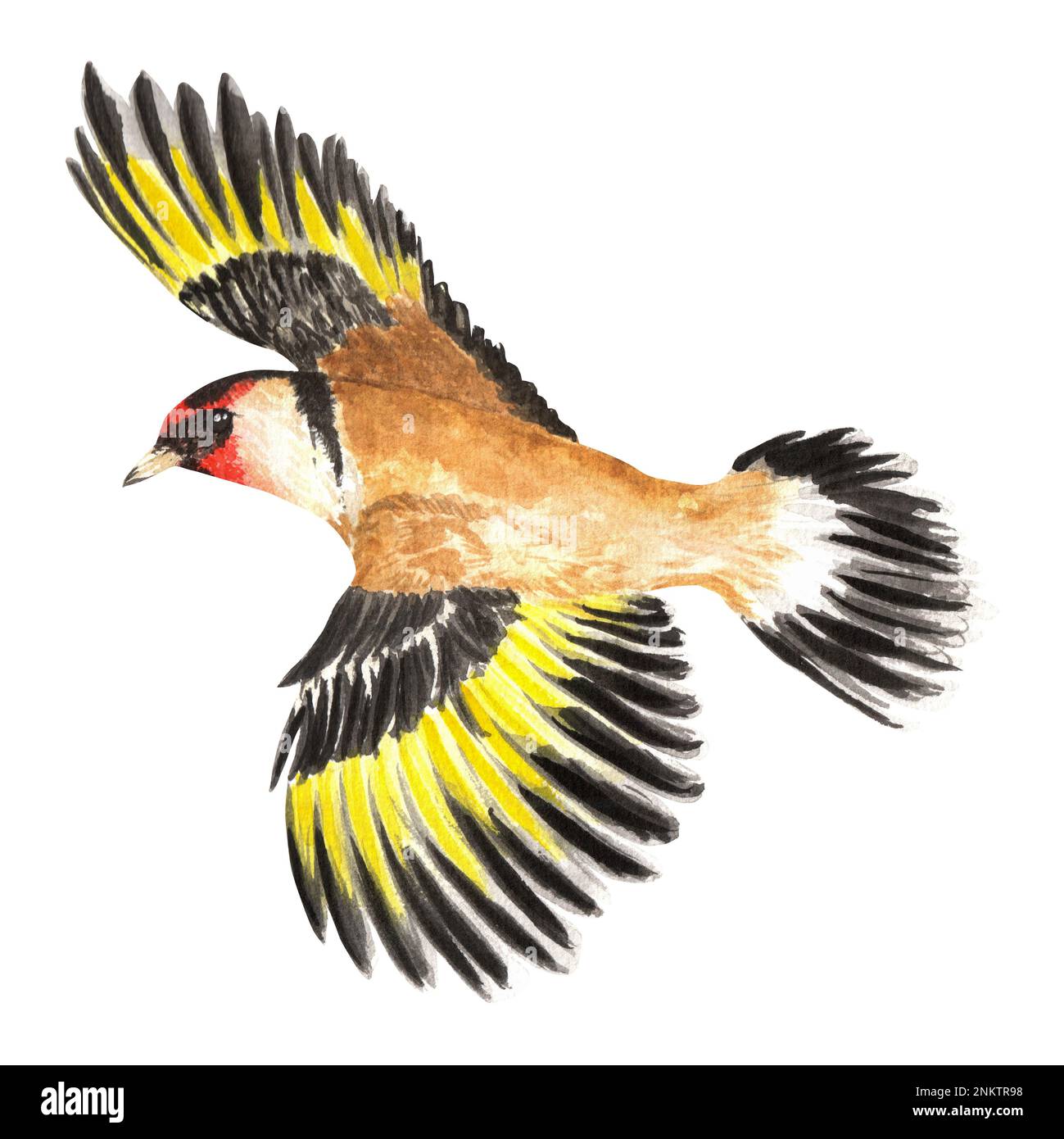 Hand-drawn watercolor goldfinch. A small part of the big set BIRDS GARDEN Stock Photo