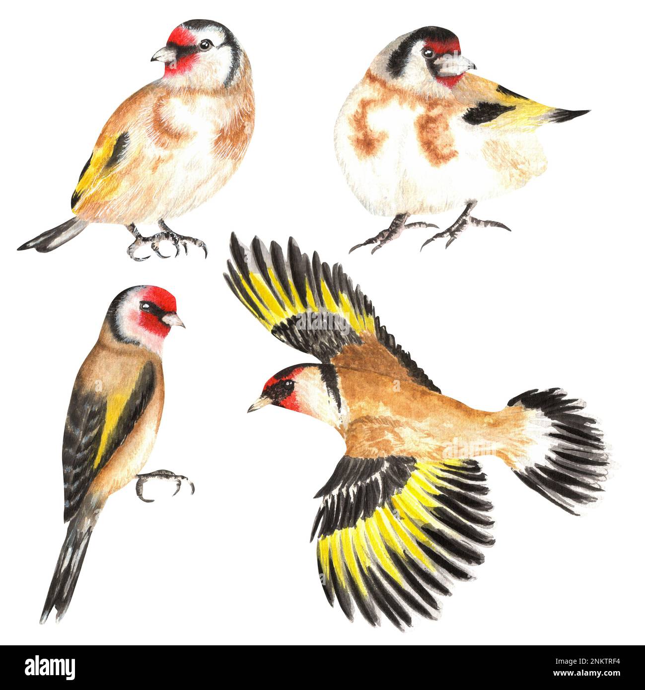 Hand-drawn watercolor goldfinch. A small part of the big set BIRDS GARDEN Stock Photo