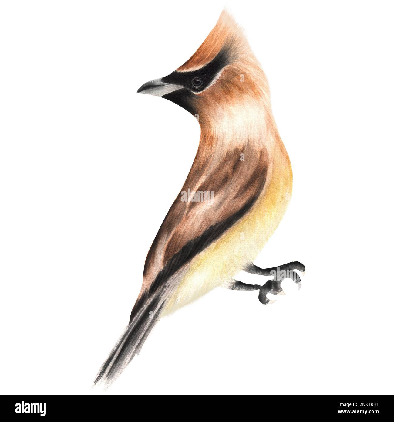 Hand-drawn watercolor waxwing bird. A small part of the big set BIRDS GARDEN Stock Photo