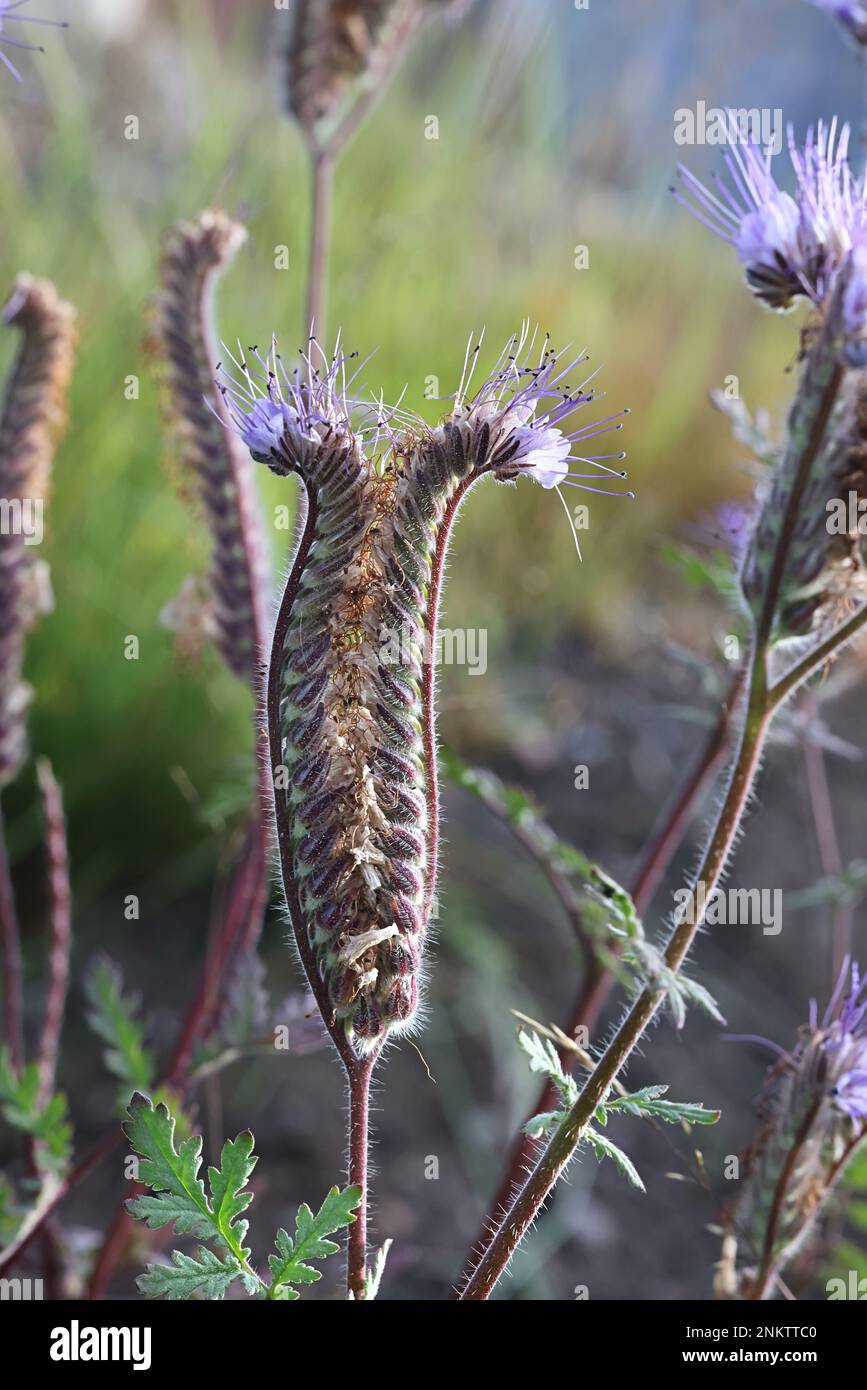 Lacy Phacelia, Phacelia tanacetifolia, also called Fiddleneck, Lacy scorpion-weed or Purple tansy, wild flower from Finland Stock Photo