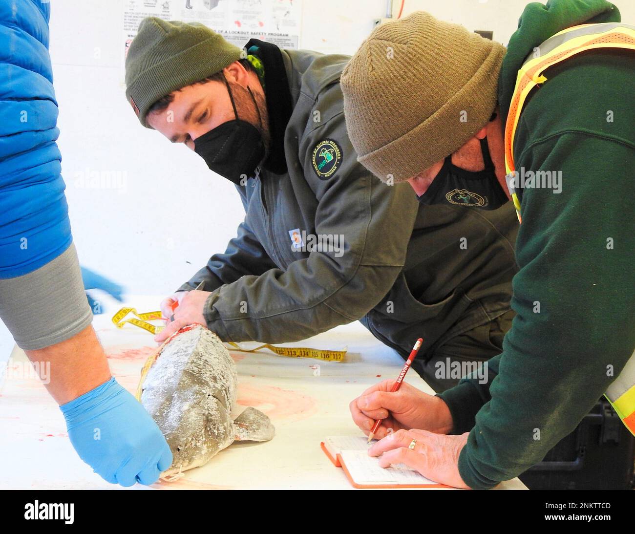 Michigan Department of Natural Resources officers measure the last