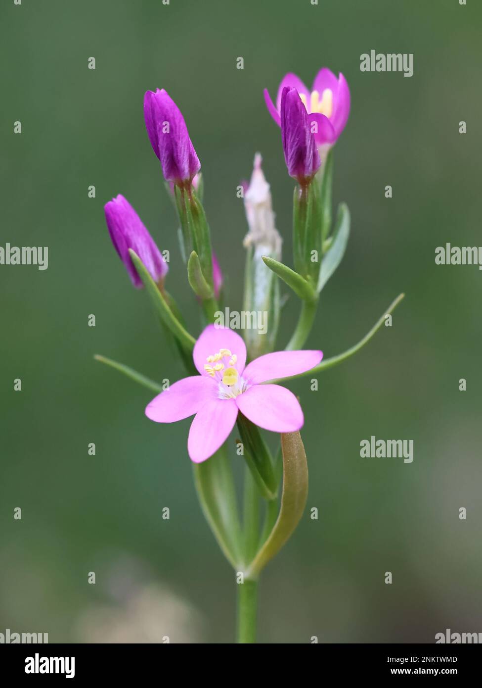 Centaurium littorale, commonly known as Seaside Centaury, wild flowering plant from Finland Stock Photo