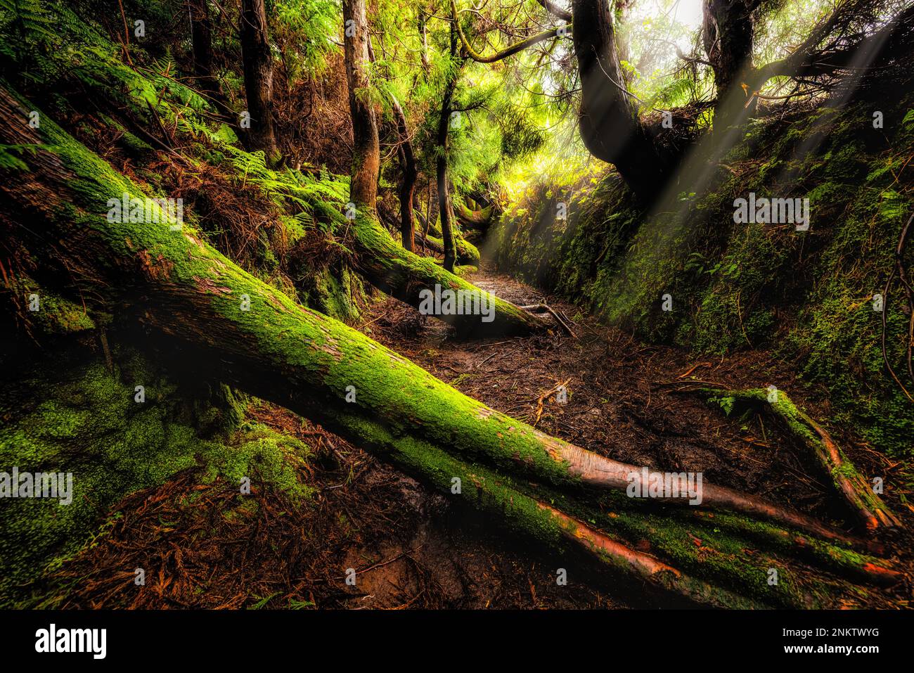 Ein Hohlweg , Waldweg im mystischen Nebelwald auf Terceira -A ravine, forest path in the mystical cloud forest on Terceira,Azores,Portugal Stock Photo