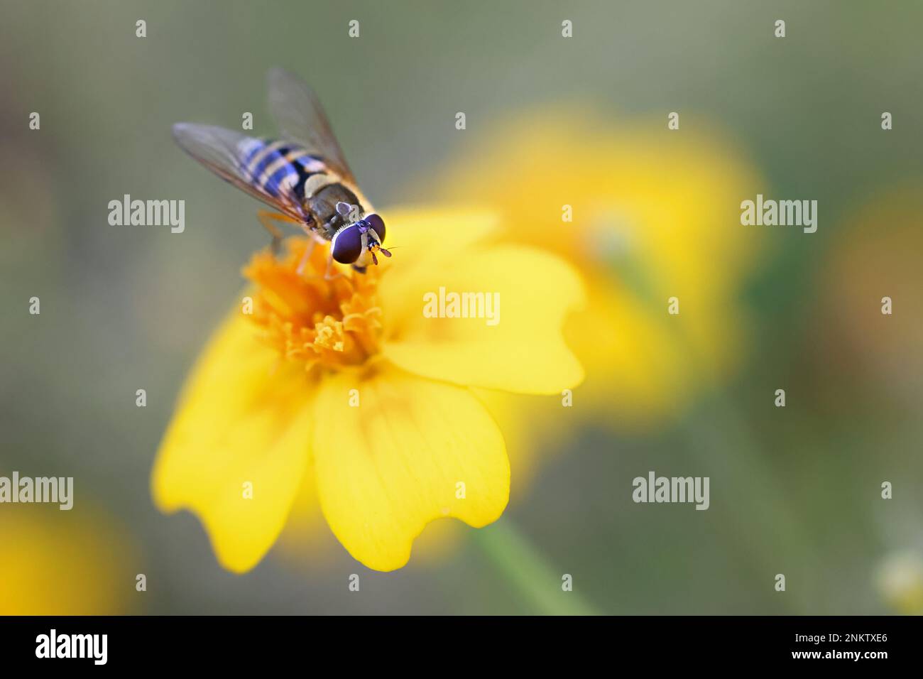 Hover fly, also called flower fly or syrphid fly, feeding on a flower Stock Photo