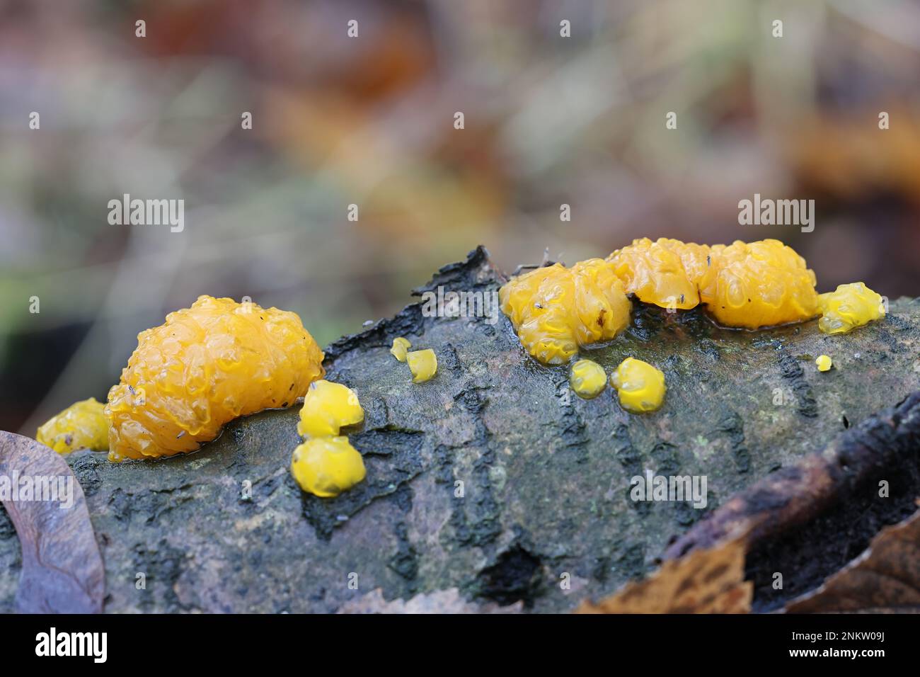 Dacrymyces lacrymalis, known as orange jelly spot fungus, wild fungi