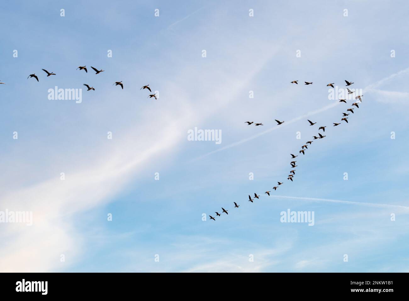 Vogelflug in Formation Stock Photo