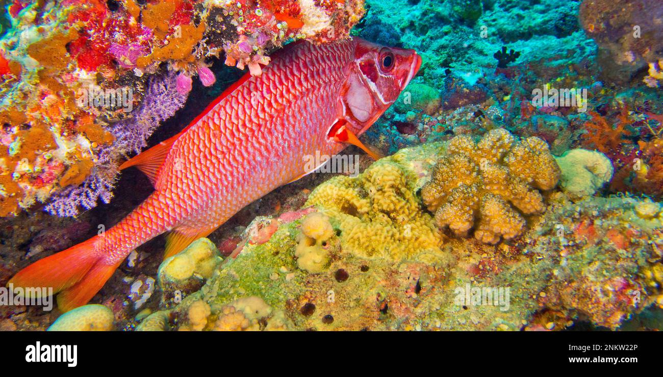 Red-face Squirrelfish, Sargocentron violaceum, Coral Reef, South Ari Atoll, Maldives, Indian Ocean, Asia Stock Photo