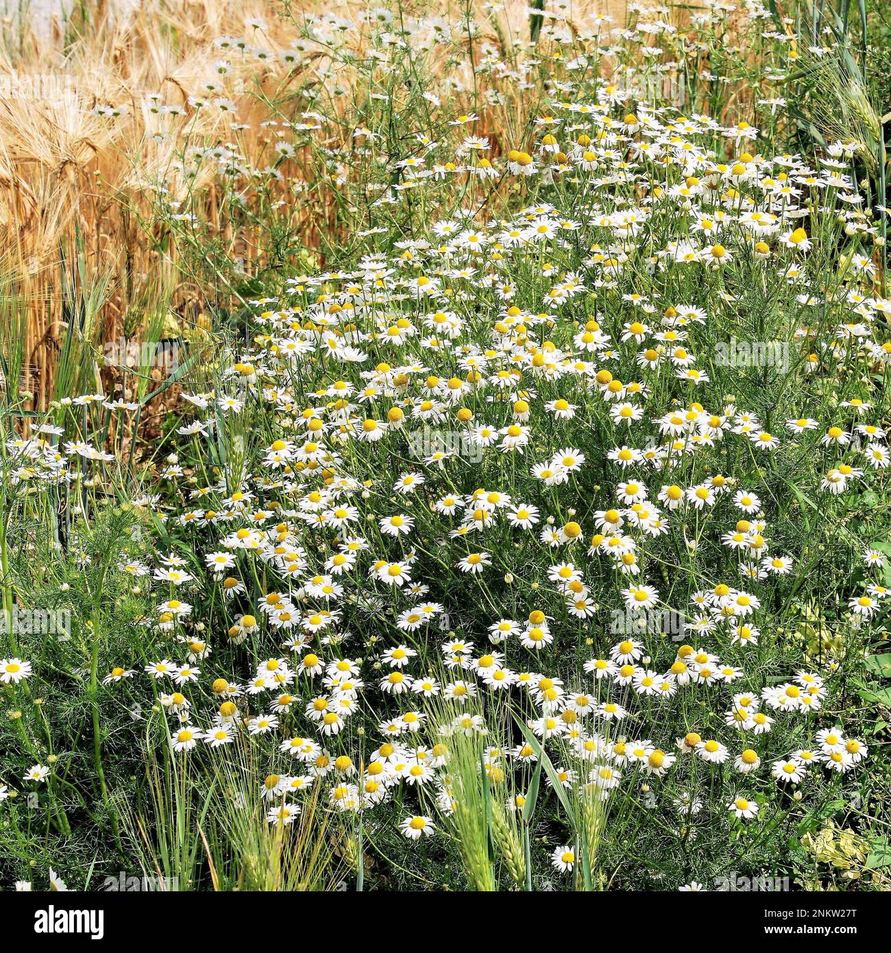 Margaritenwiese am Kronfeld Stock Photo