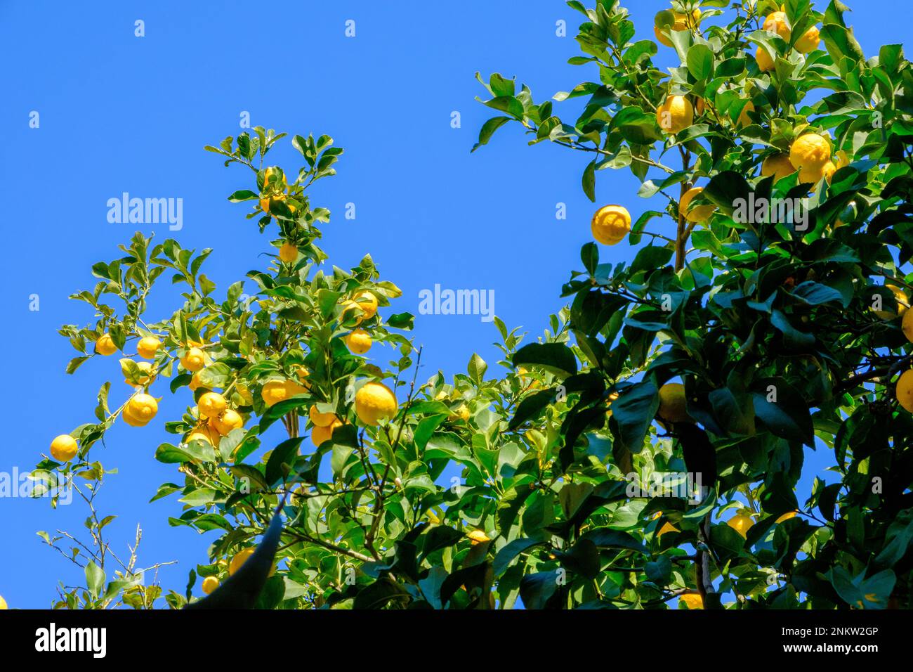 Citrus tree growing on the Lake Maggiore, Italy Stock Photo Alamy