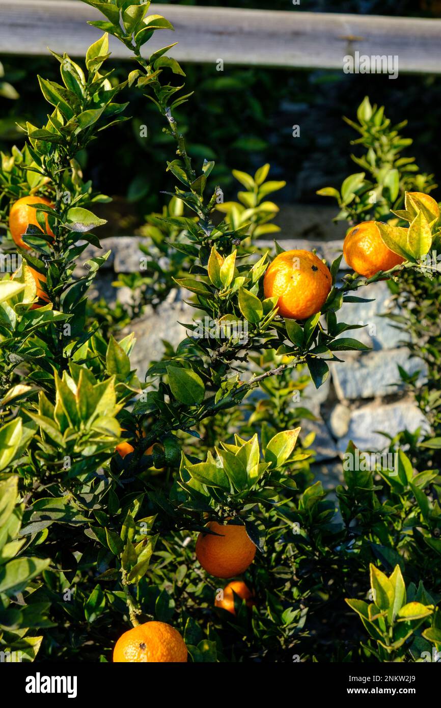 Citrus Myrtifolia Chinotto Stock Photo