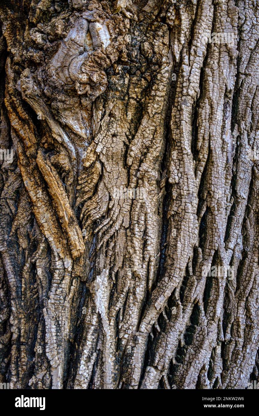 bark of tree Stock Photo