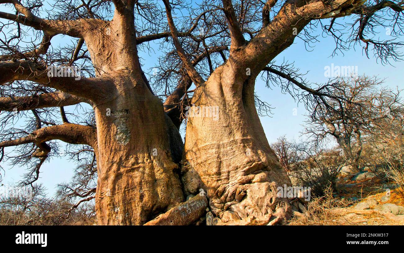 Baobab, Adansonia digitata, Kubu Island, White Sea of Salt, Lekhubu, Makgadikgadi Pans National Park, Botswana, Africa Stock Photo