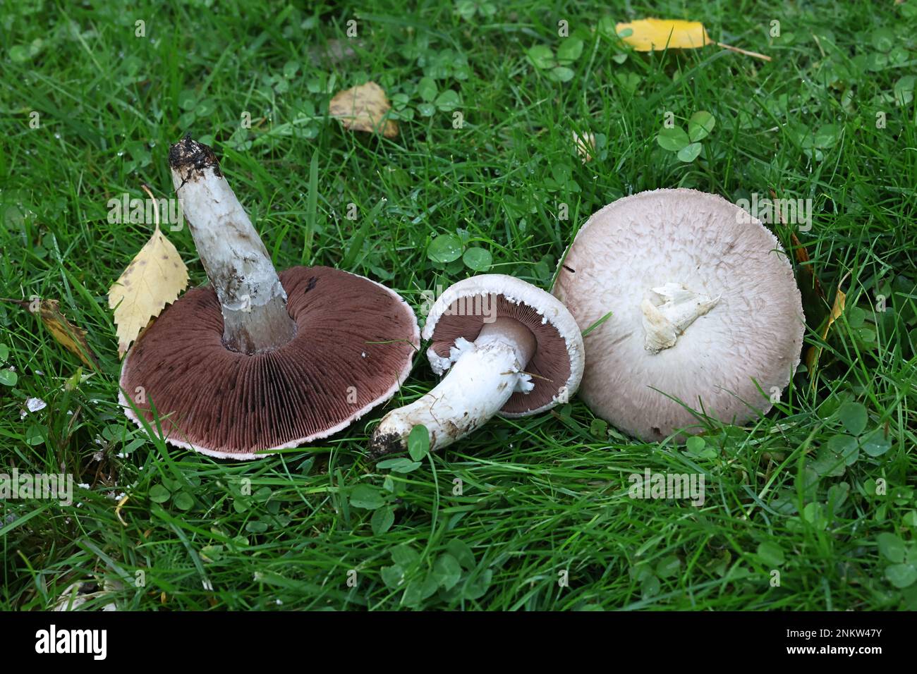 Agaricus campestris, commonly known as the field mushroom or meadow