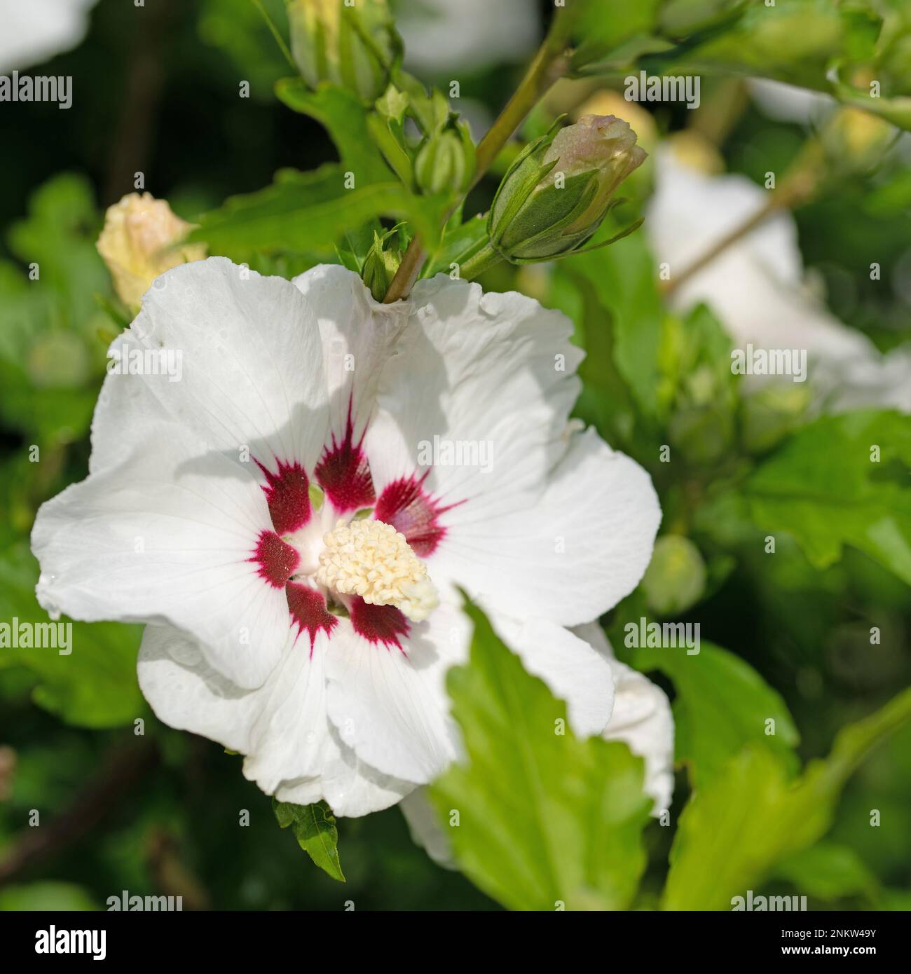 Hibiscus close hi-res stock photography and images - Alamy