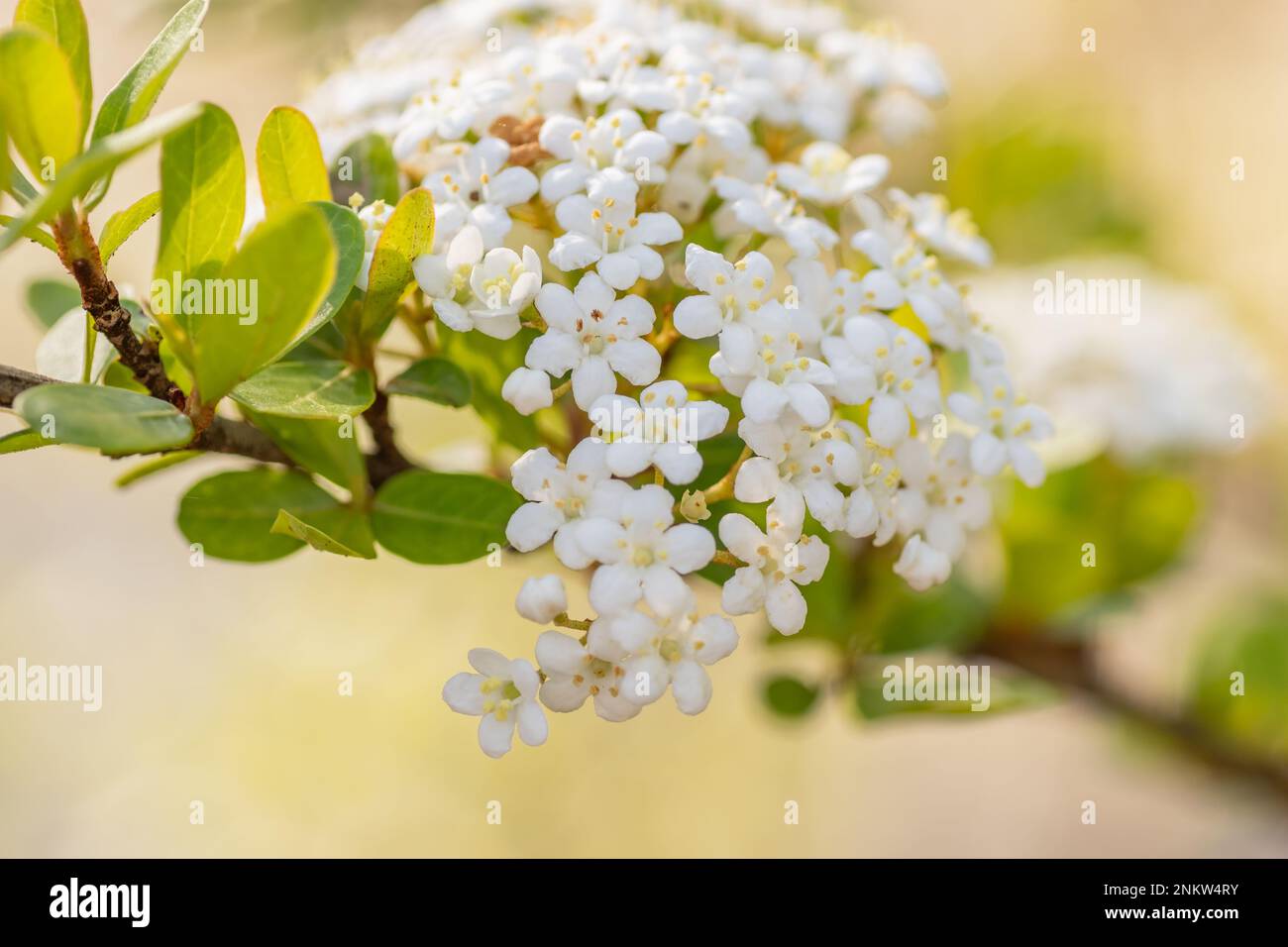 Walter's Viburnum bears clusters of small, white, five petaled flowers in early spring. Stock Photo
