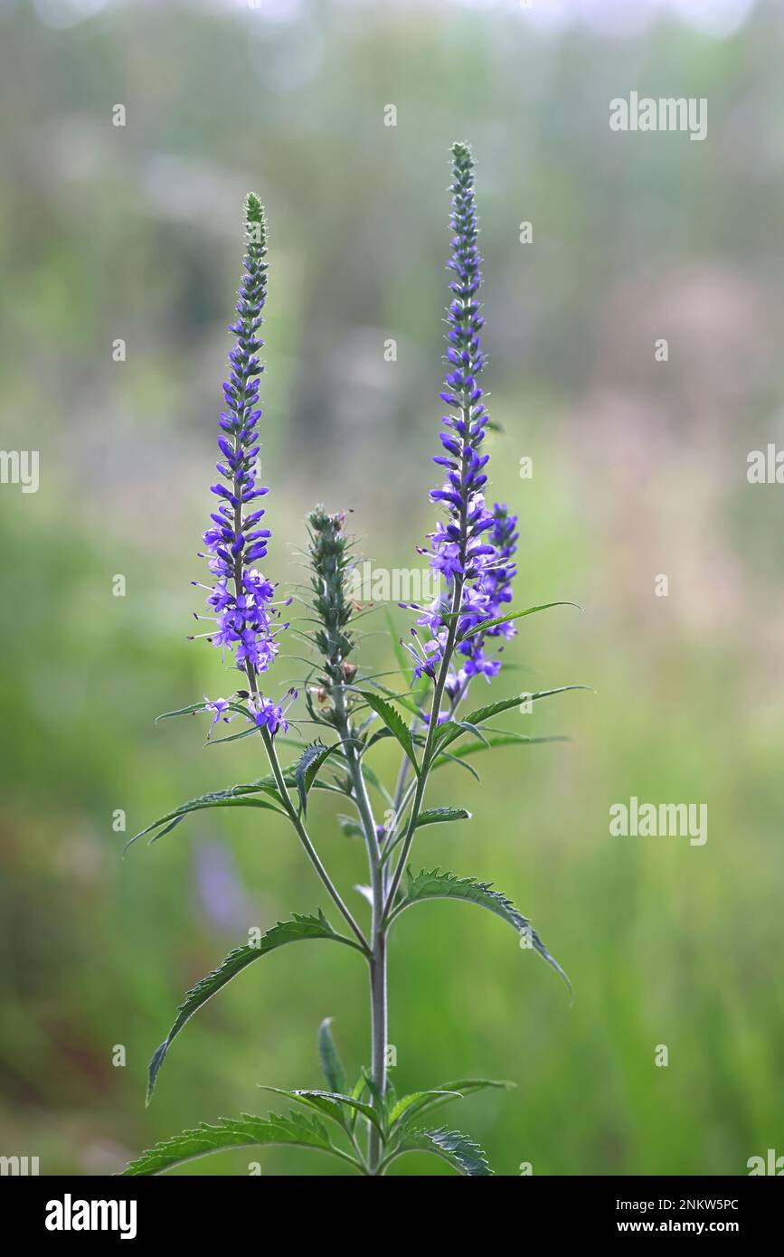 Long-leaved Speedwell, Veronica longifolia, also called Garden speedwell, wild flowering plant from Finland Stock Photo