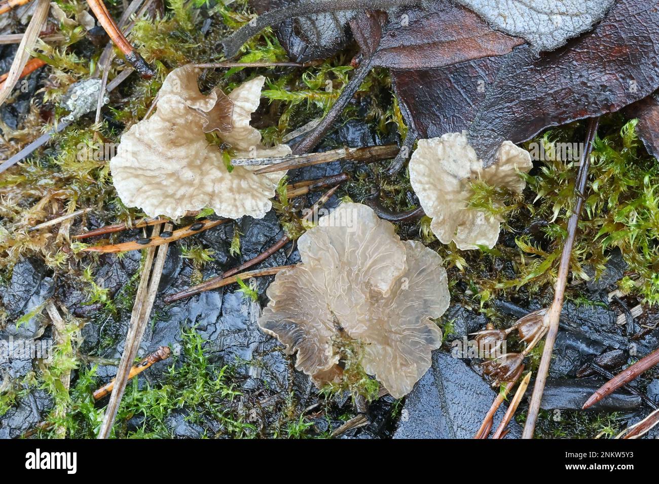 Arrhenia lobata, commonly known as lobed oysterling, wild fungus from Finland Stock Photo