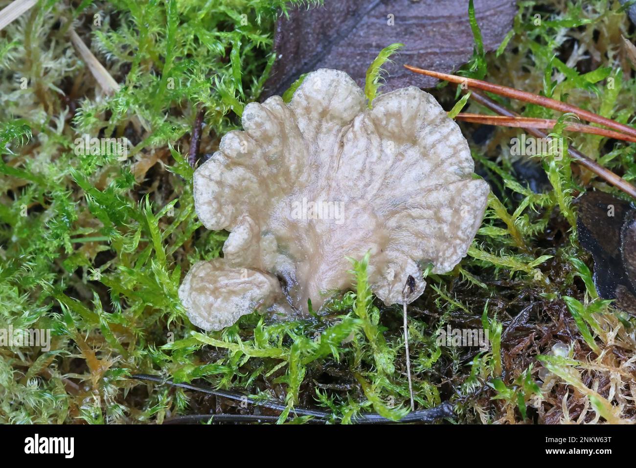 Arrhenia lobata, commonly known as lobed oysterling, wild fungus from Finland Stock Photo