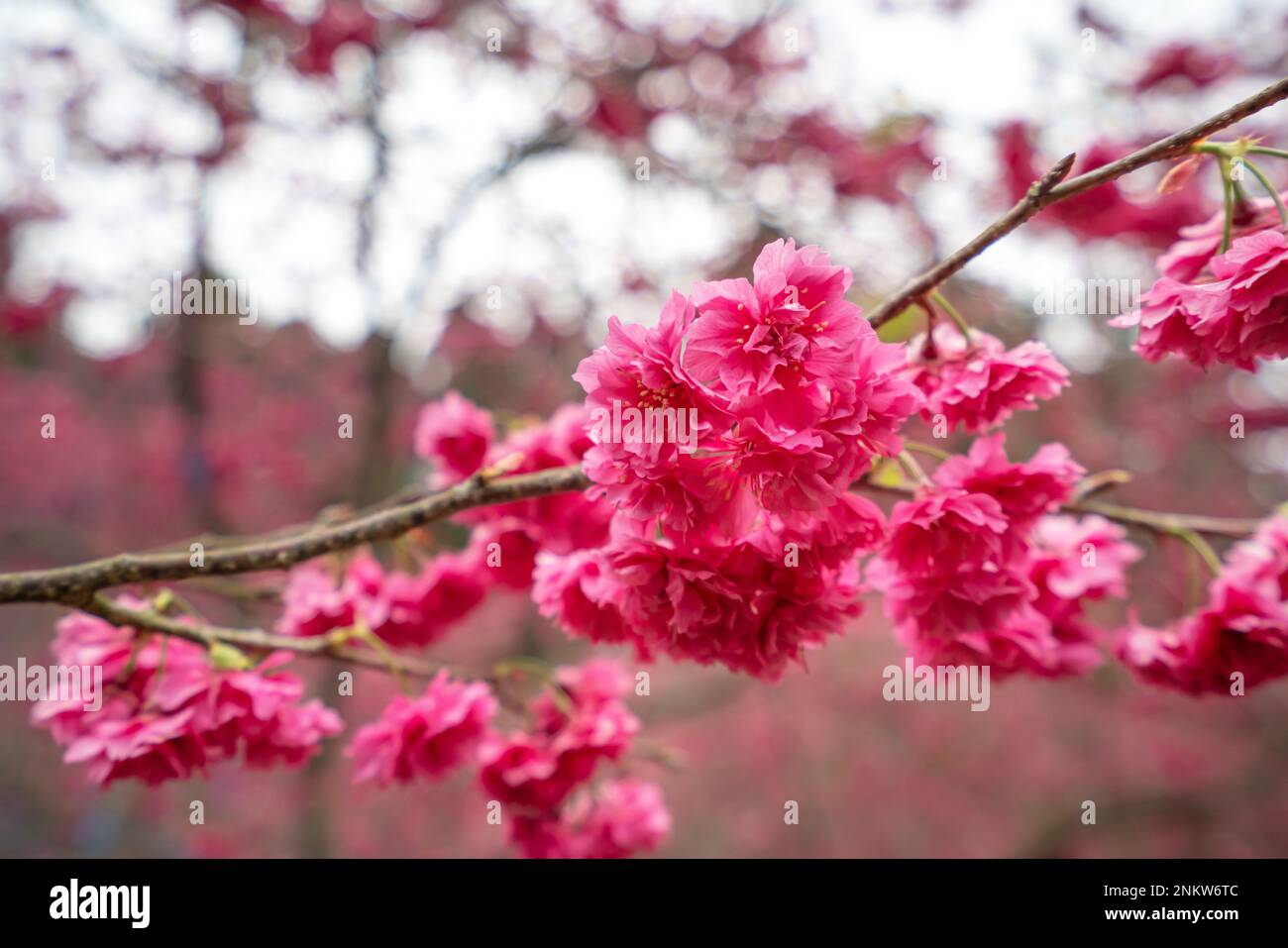 Beautiful Yae Sakura Cherry Blossom blooming in Taiwan in springtime. Stock Photo