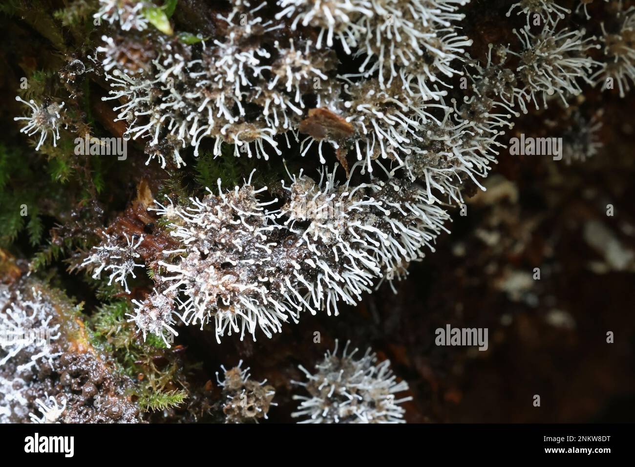 A fungus called Stilbella byssiseda, parasite on host slime mold called Cribraria argillacea Stock Photo