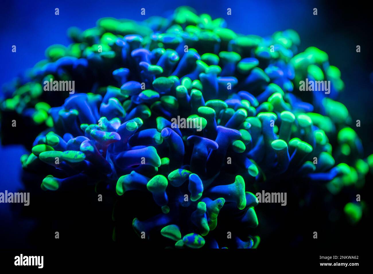 selective focus of Euphyllia parancora (LPS coral) showing its green ...