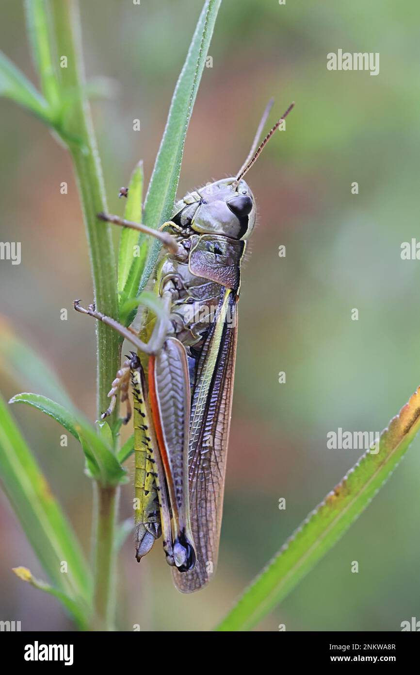 Stethophyma grossum, coomonly known as Large marsh grasshopper, insect ...