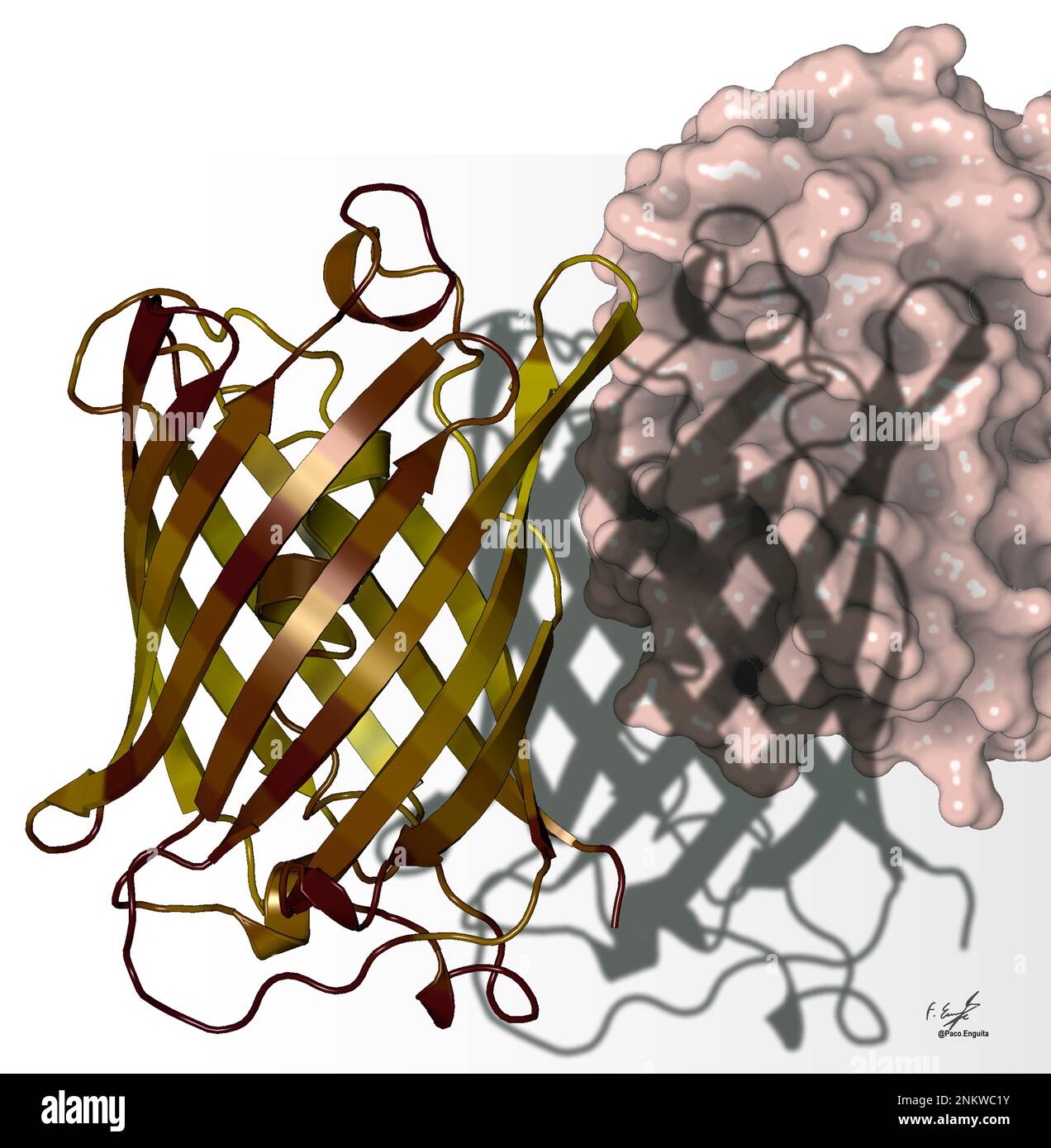 Extra-superfolder green fluorescent protein, illustration Stock Photo ...