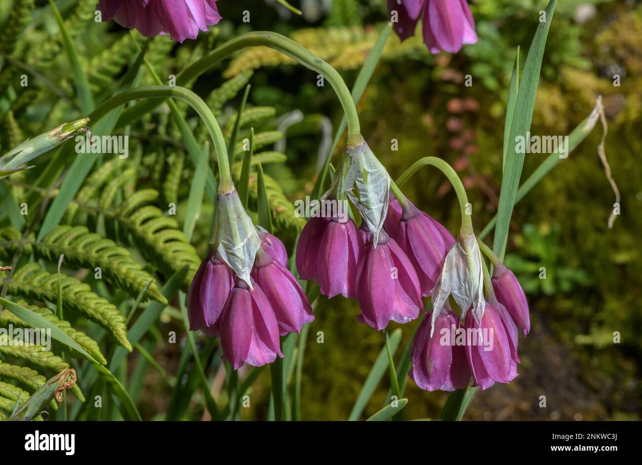 Lombardy garlic (Allium insubricum) in flower Stock Photo