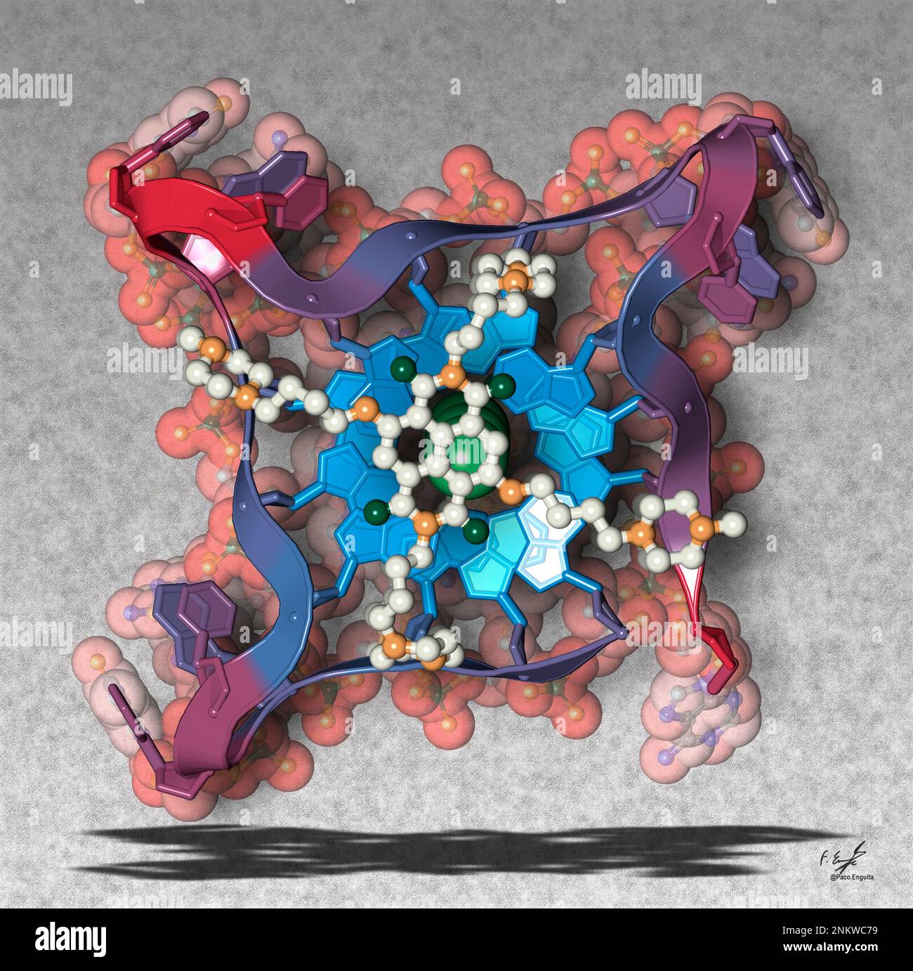 Human telomeric DNA G-quadruplex, illustration Stock Photo - Alamy