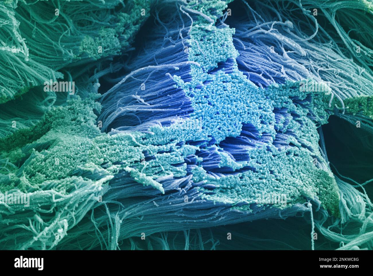 Cell Tissue Sem Human connective tissue, SEM Stock Photo - Alamy