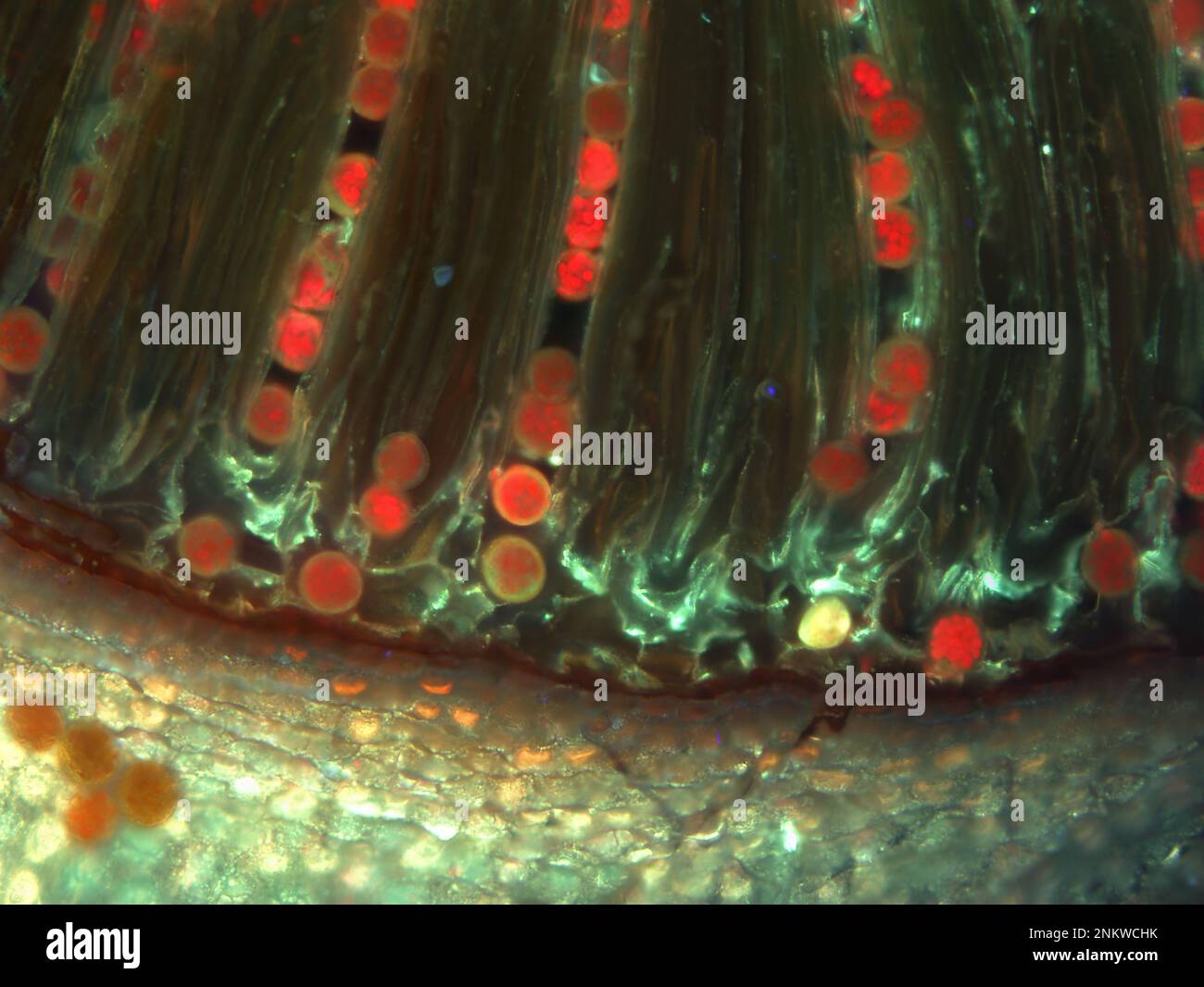 Moss sporangium, fluorescence micrograph Stock Photo - Alamy