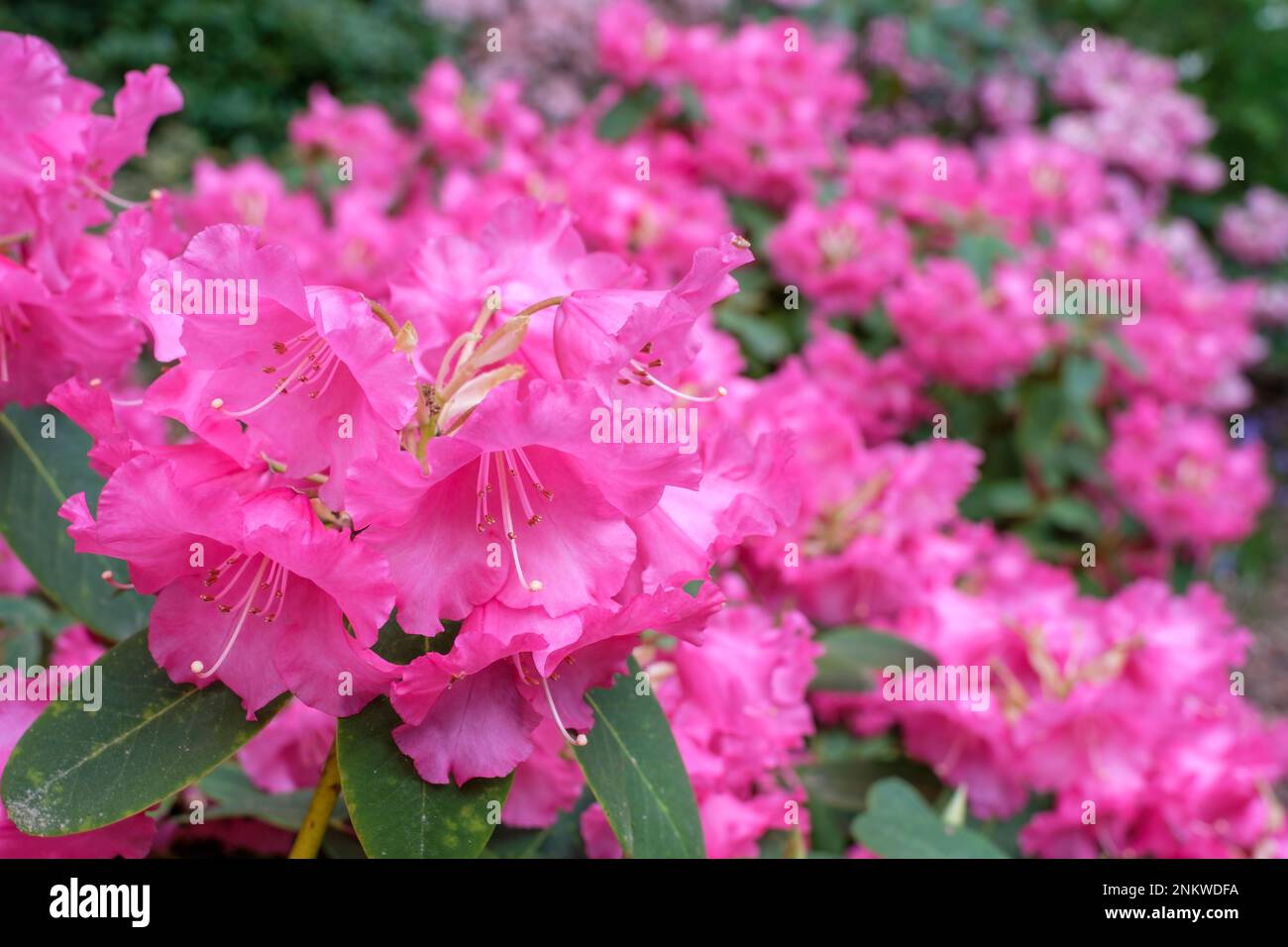Rhododendron Linda, evergreen shrub, bell-shaped, rose pink flowers with frilly edges Stock Photo
