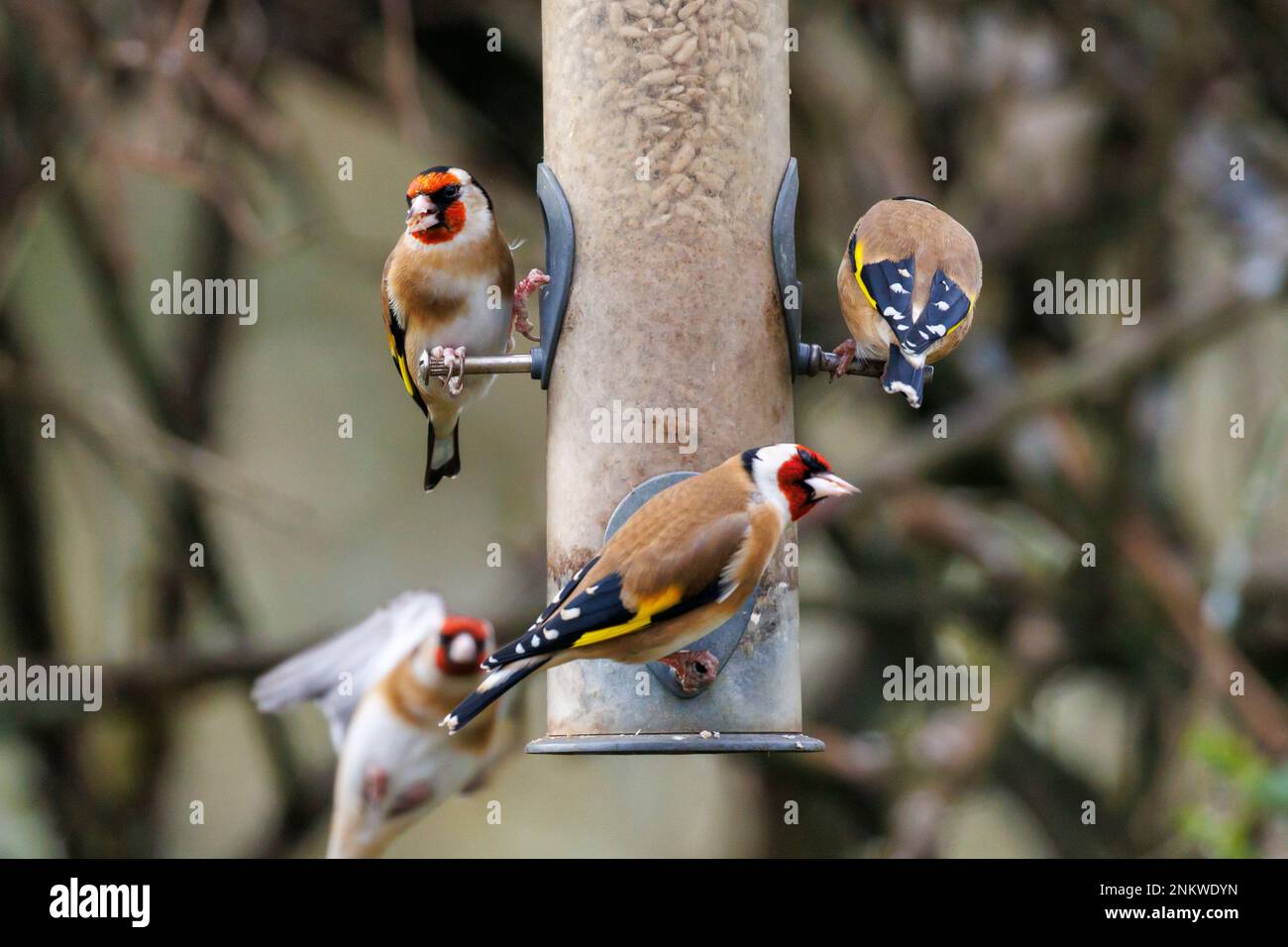 Goldfinches (Carduelis carduelis) eat sunflower seeds from a garden