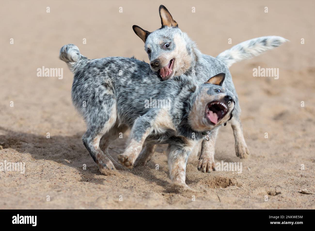 Two funny puppies of australian cattle dog or blue heeler breed playing