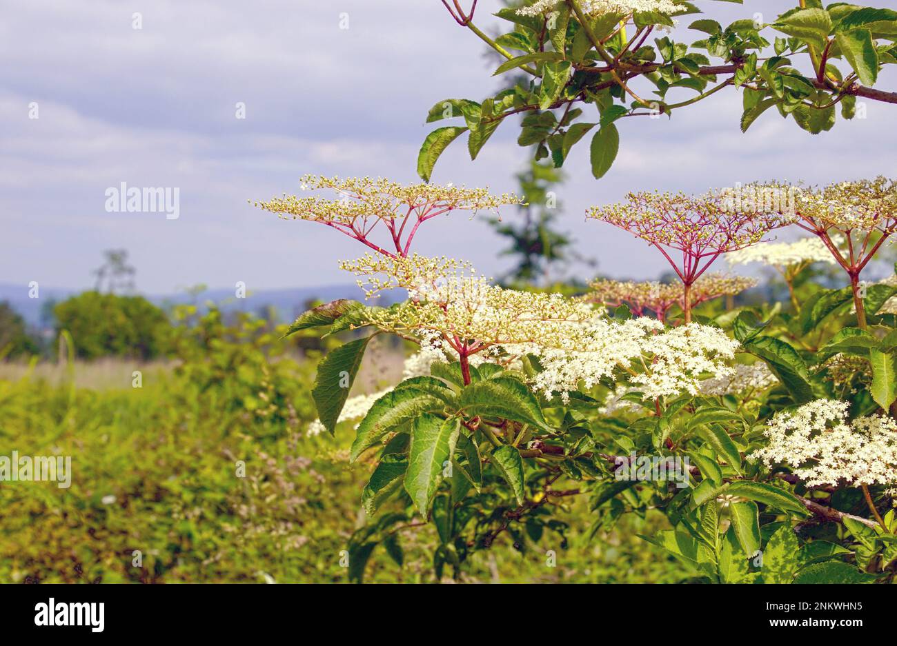 Nahaufnahme holunderblüten hi-res stock photography and images - Alamy