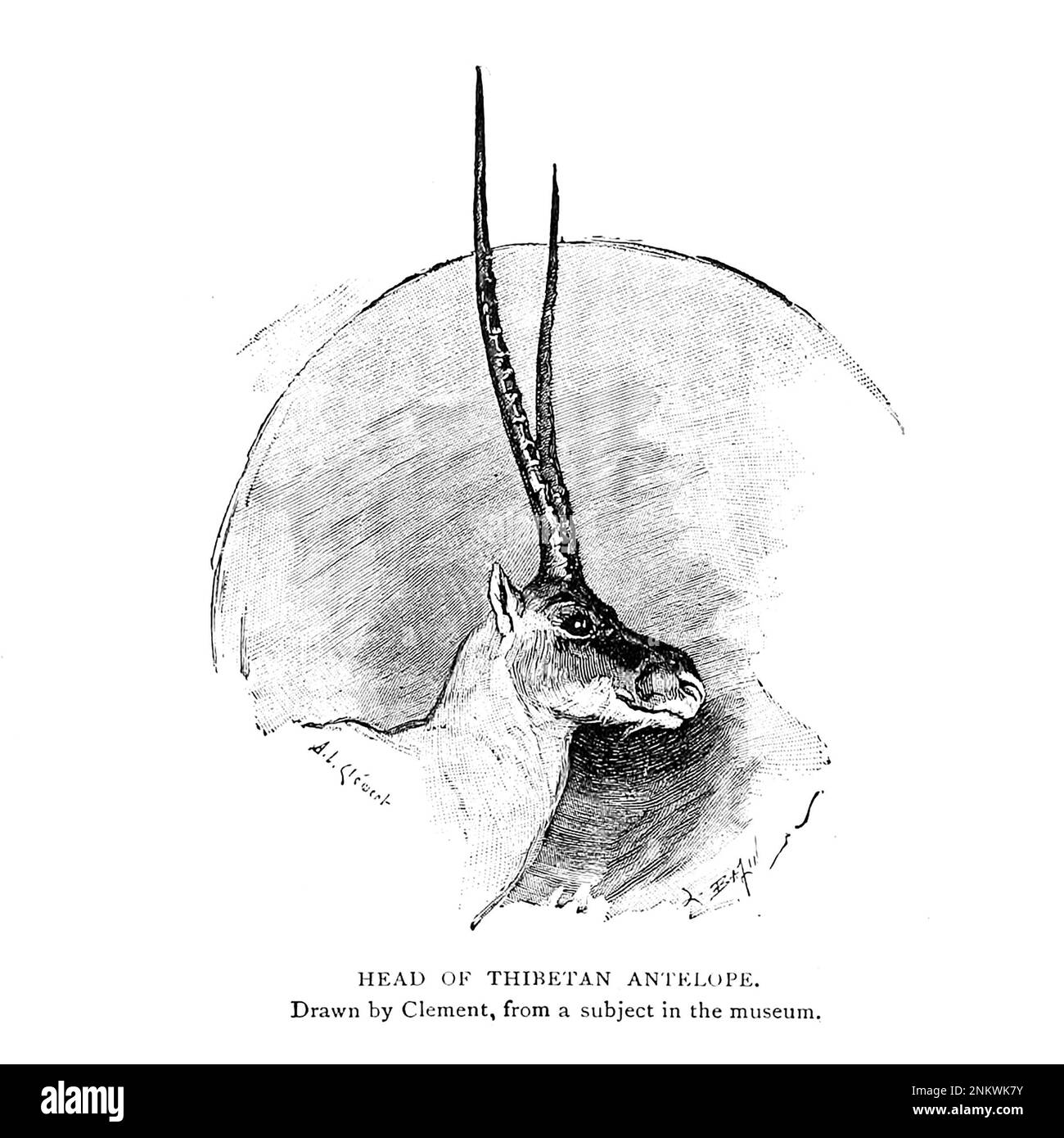 Head of Tibetan Antelope Drawn by Clement, from a subject in the Museum The Brown Races Malayo-Mongoloids from Cyclopedia universal history : embracing the most complete and recent presentation of the subject in two principal parts or divisions of more than six thousand pages by John Clark Ridpath, 1840-1900 Publication date 1895 Publisher Boston : Balch Bros. Volume 6 History of Man and Mankind Stock Photo