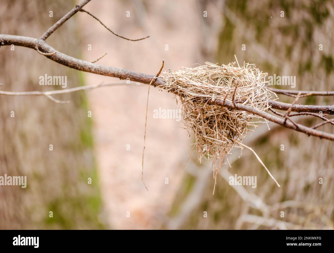 A small bird nest hanging from a tree branch in a natural forest