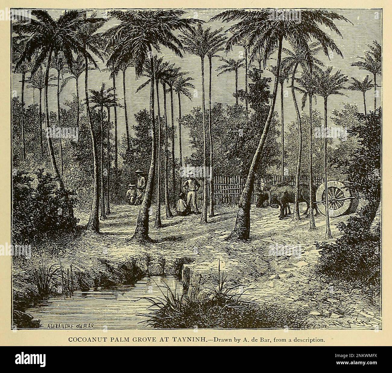 COCOANUT PALM GROVE AT TAYNINH The Brown Races Malayo-Mongoloids from Cyclopedia universal history : embracing the most complete and recent presentation of the subject in two principal parts or divisions of more than six thousand pages by John Clark Ridpath, 1840-1900 Publication date 1895 Publisher Boston : Balch Bros. Volume 6 History of Man and Mankind Stock Photo