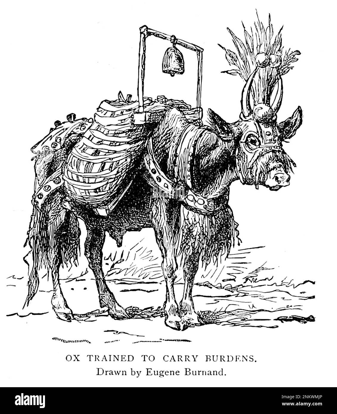 OX TRAINED TO CARRY BURDENS Drawn by Eugene Burnard The Brown Races Malayo-Mongoloids from Cyclopedia universal history : embracing the most complete and recent presentation of the subject in two principal parts or divisions of more than six thousand pages by John Clark Ridpath, 1840-1900 Publication date 1895 Publisher Boston : Balch Bros. Volume 6 History of Man and Mankind Stock Photo