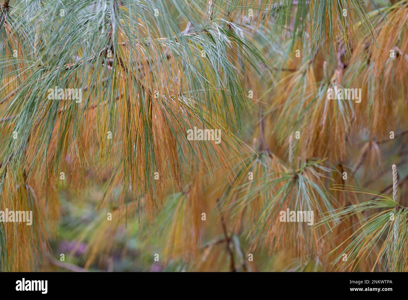 Close on a cluster of cones, part of the Longleaf Pine tree known for its endurance and long life. Pinus palustris Stock Photo