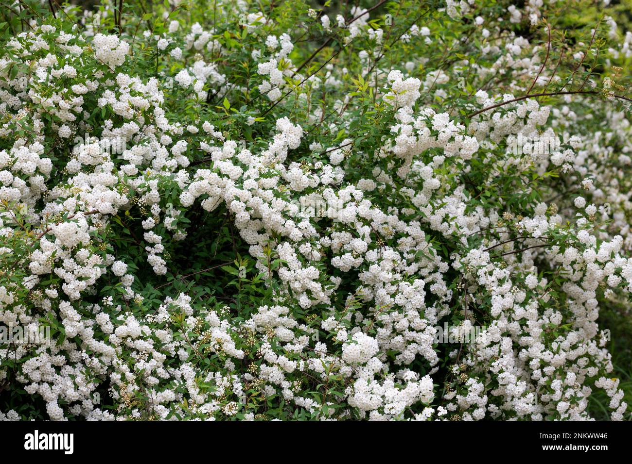 Spiraea chamaedryfolia or germander meadowsweet or elm-leaved spirea white flowers with green background, selective focus. Magnificent shrub Spiraea c Stock Photo